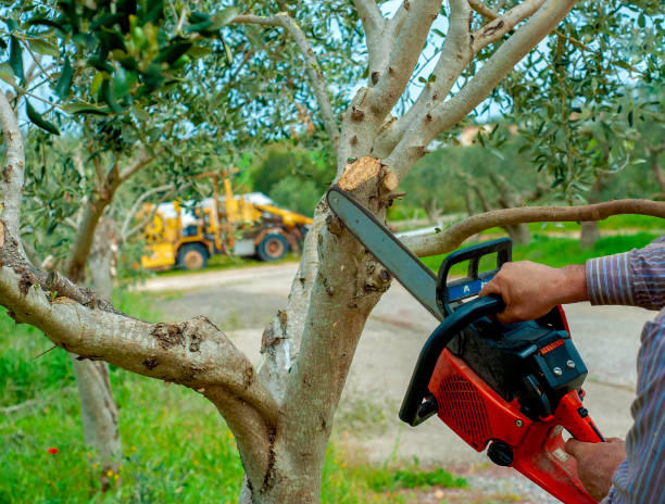 Tree Branch Trimming